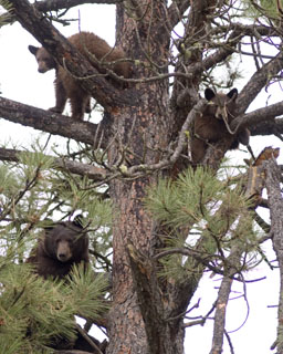 black bear family in a tree Spring Brook Ranch
